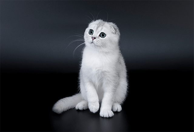 Фотография 24 Кошка породы Скоттиш Фолд